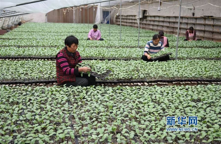 育苗袋老化时间研究，影响因素与适宜时长探讨