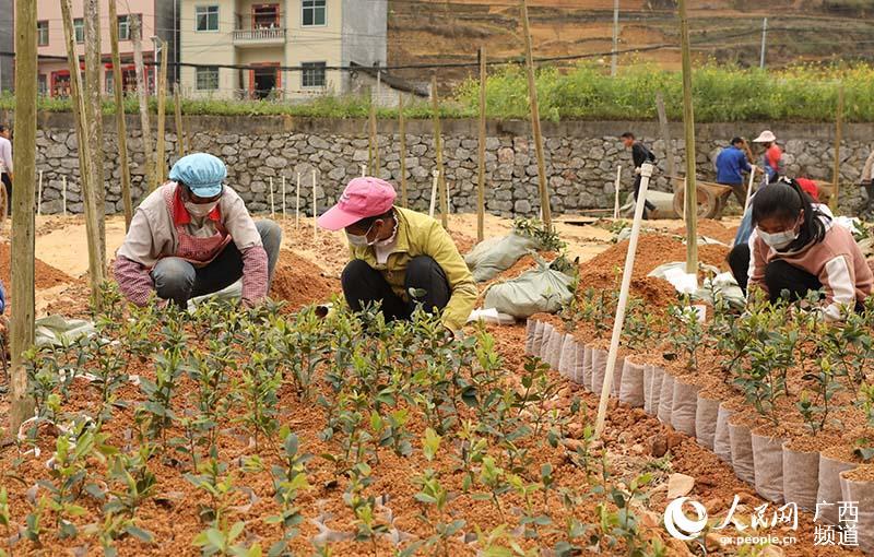 河池育苗袋厂家地址查询与育苗技术探讨