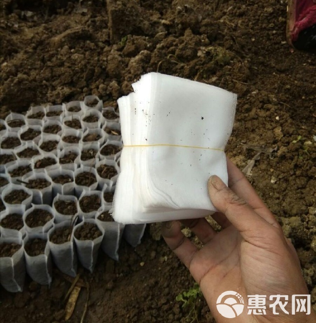 营养袋育苗移植技术实操视频教程