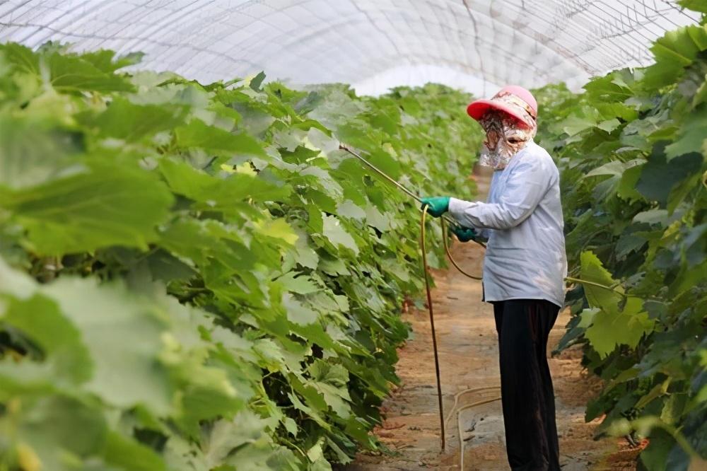 葡萄种植育苗袋潜在害处解析