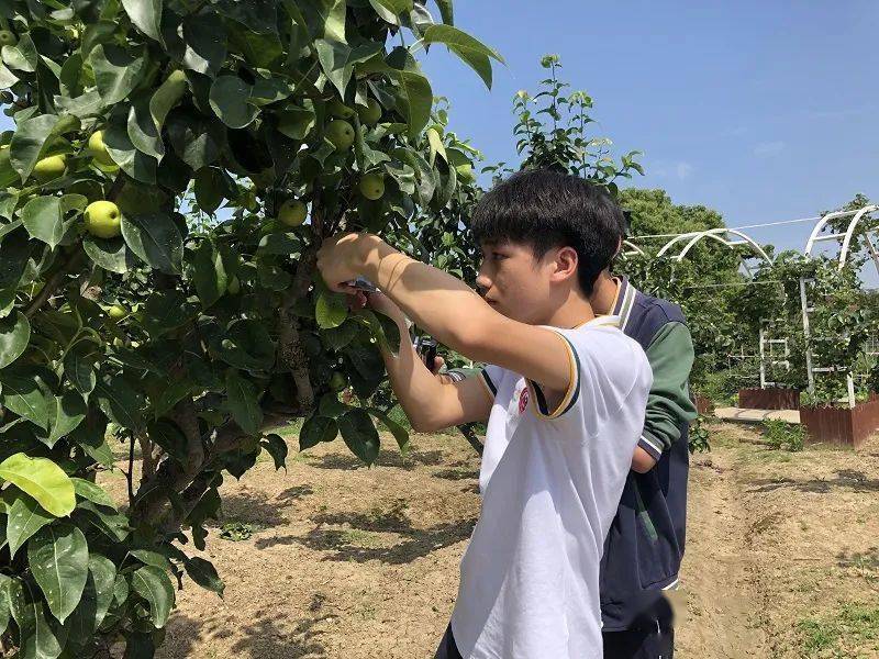 育苗袋种果树种植技术全面解析