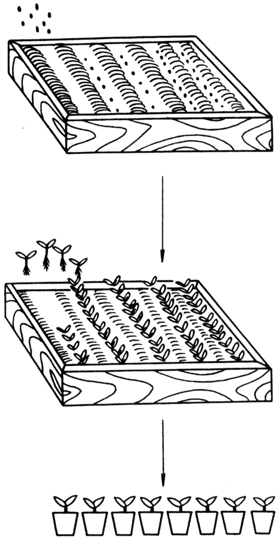 蜂窝育苗袋绘画指南，生动图片描绘步骤