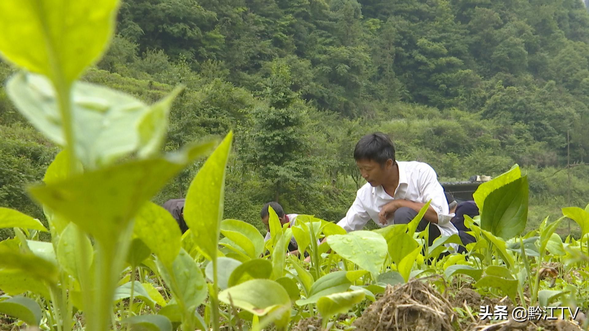 白术营养袋育苗技术深度解析