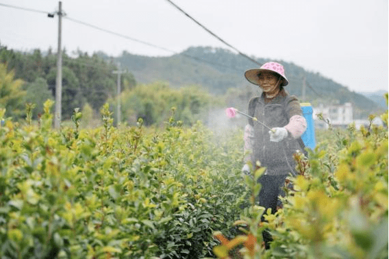 果树种植中育苗袋的应用与可行性分析