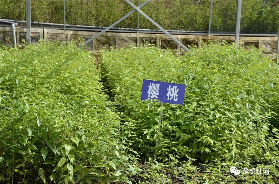 无育苗袋树苗种植成活策略探讨