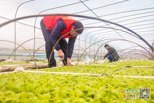 昆明烤烟育苗袋厂家联系方式与育苗袋的重要性介绍