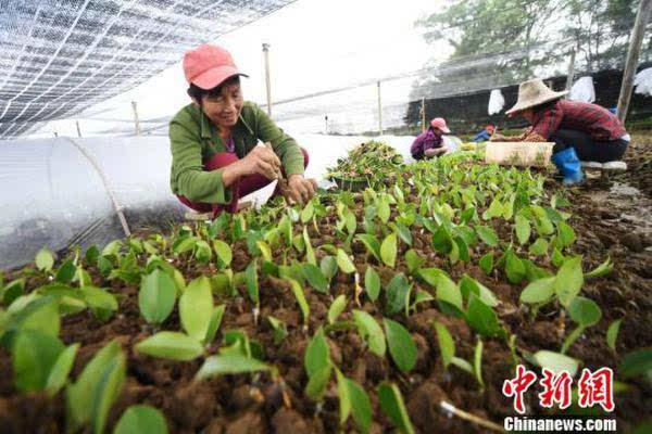 嫁接育苗技术与套袋价格解析，图解育苗技术及其市场状况