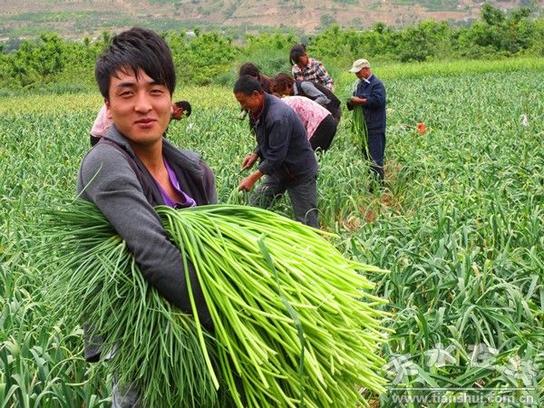 贡菜营养袋育苗详解视频教程