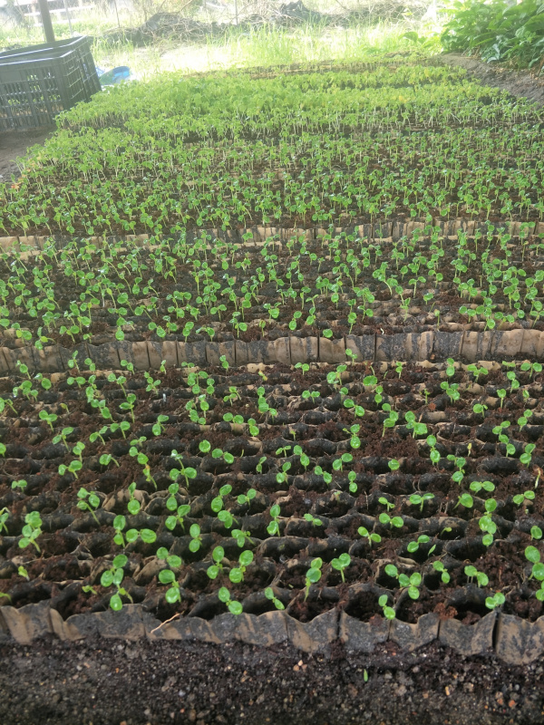 育苗袋种白菜，从新手到专家的视频教程