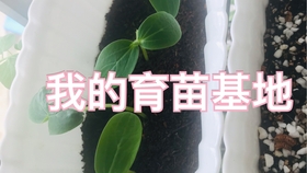 塑料育苗袋种菜的安全性解析，有毒还是安全使用？