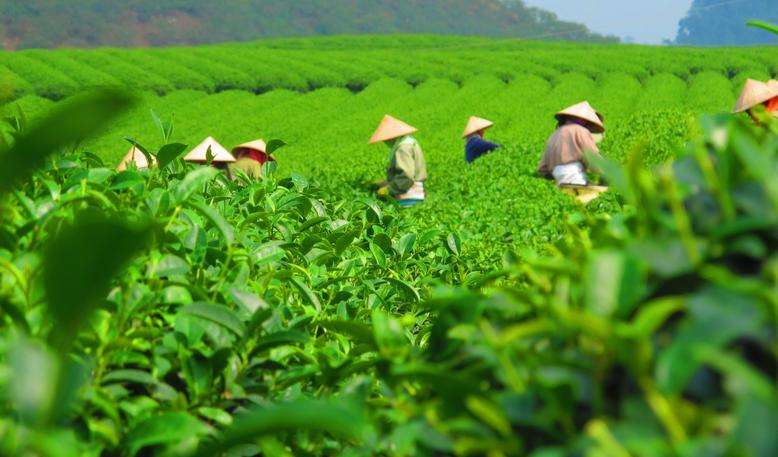 油茶育苗袋的选择与应用，尺寸合适性探讨