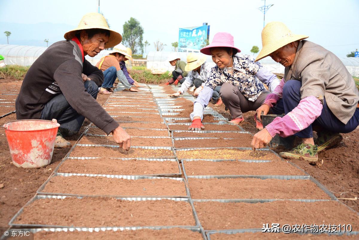 营养袋育苗浇水技术详解，视频教程指南