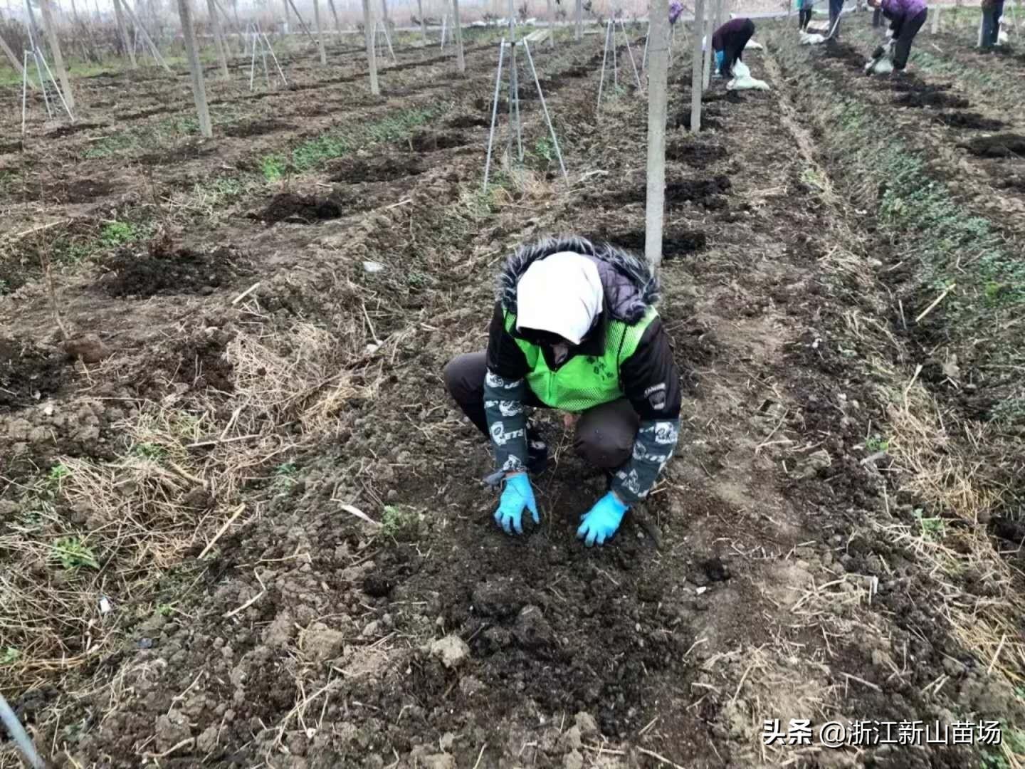 蓝莓苗育苗袋使用与移除，关键操作详解