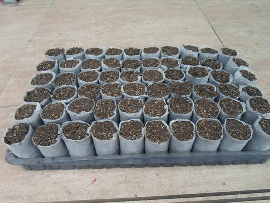 Seedling Bags: The Key to Successful Plant Growth