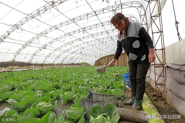 冠幅与育苗袋规格的选择，冠幅20厘米时所需的育苗袋研究