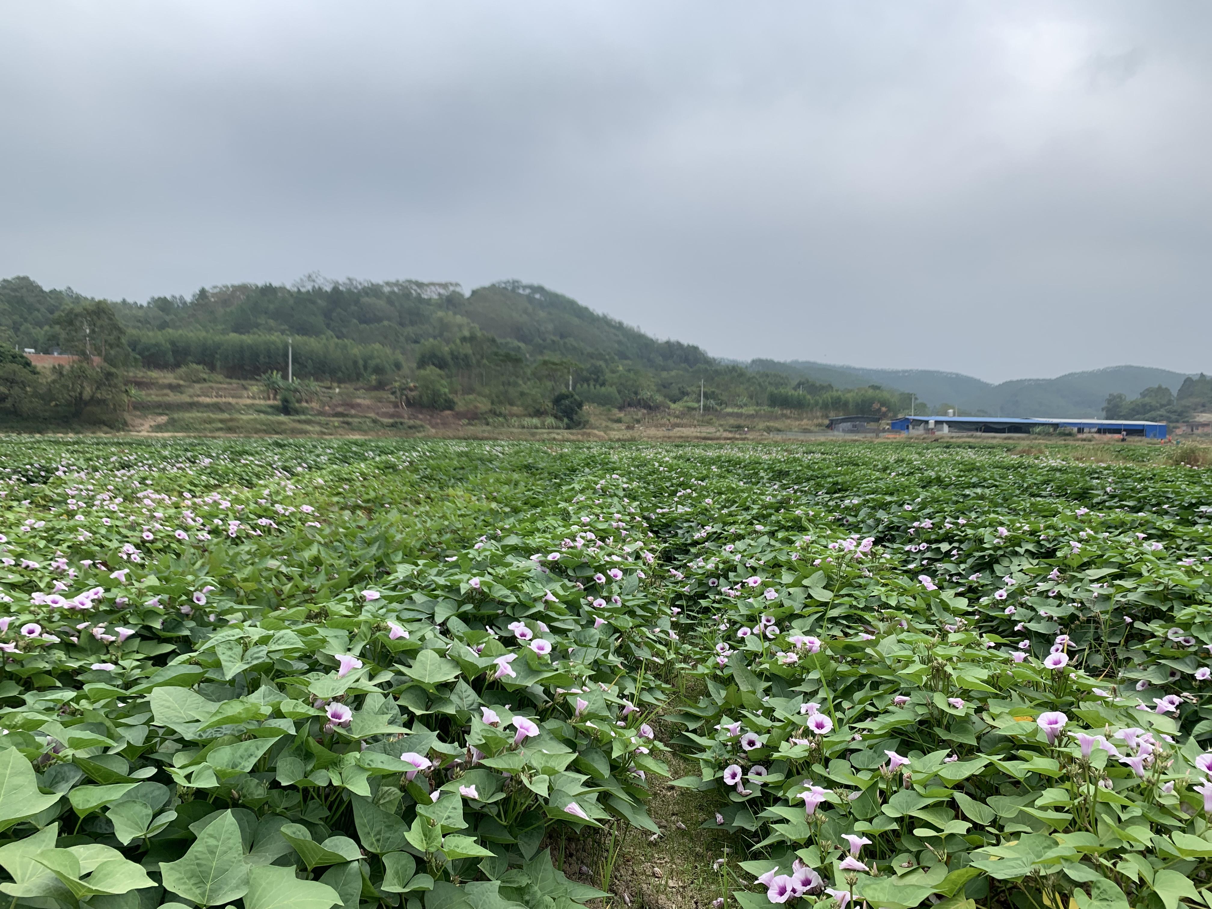 灵山育苗袋批发指南，一站式采购攻略