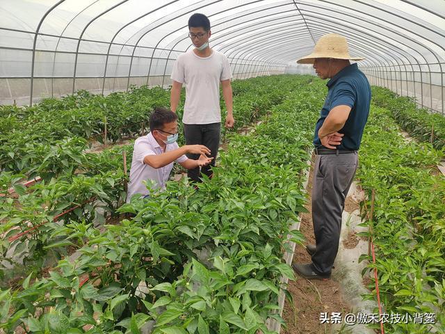 大育苗袋栽果树，优势解析与操作指南——视频文章深度探讨