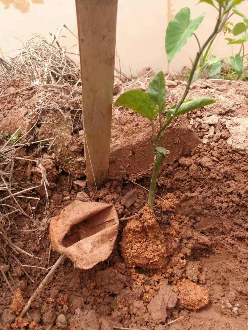 黑色育苗袋市场分析图概览与深度解读