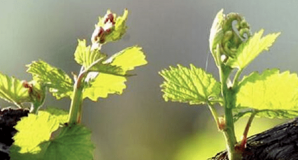 葡萄营养袋育苗种植技术指南