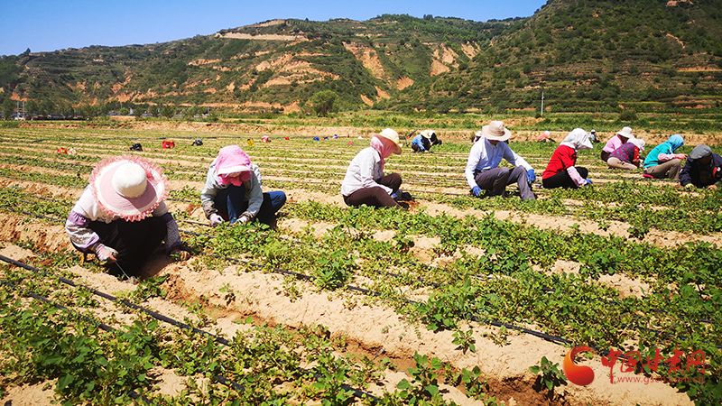 育苗袋种植中药材技术详解及图片解析