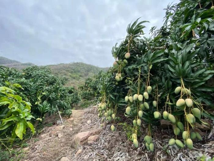 芒果大树育苗袋价格及相关资讯概述