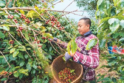 咖啡塑料育苗袋，安全性详解及图像展示