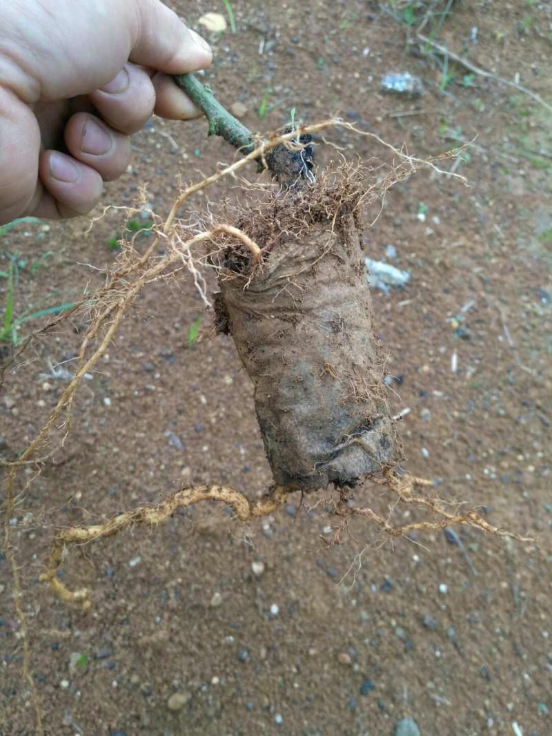 育苗袋种植蔬菜图片，现代蔬菜种植新技术探索