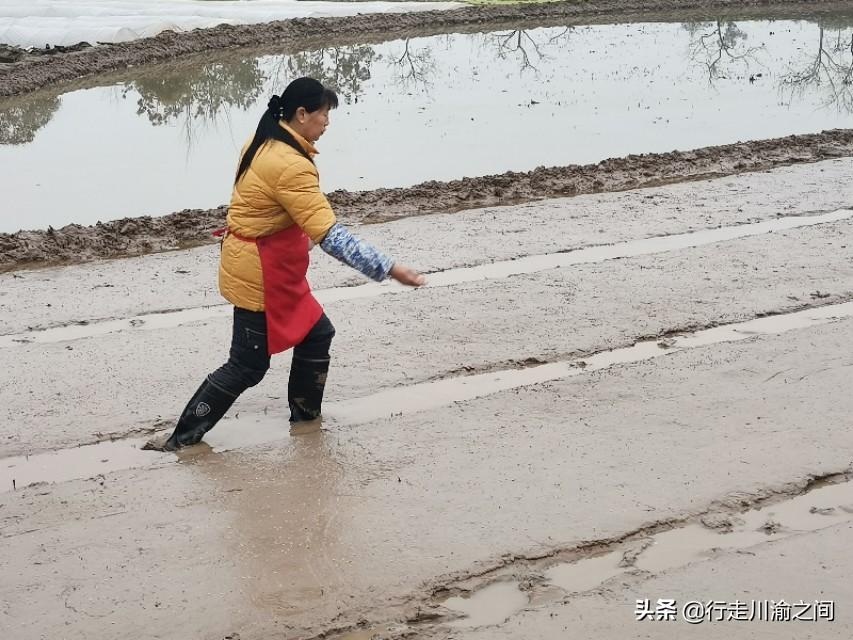 长条形育苗袋是什么