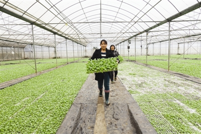 装烤烟营养袋育苗与高效种植技术指南