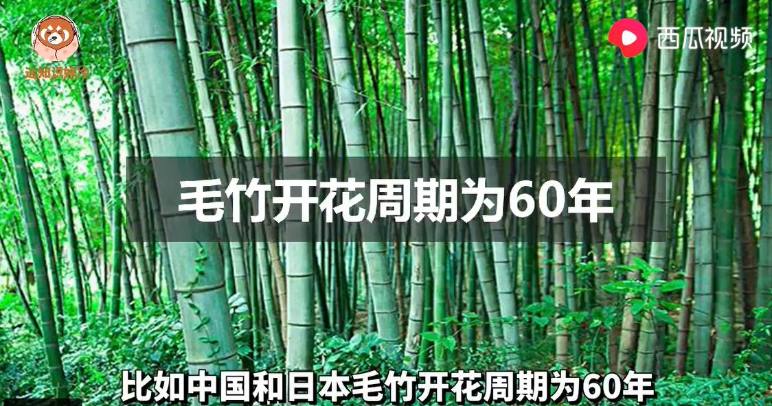 竹子育苗袋制作视频，传统工艺与现代应用的完美融合