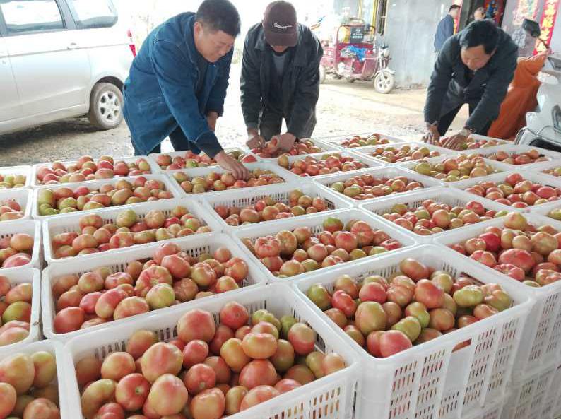 方城育苗袋批发市场，育苗产业繁荣与市场动态概览