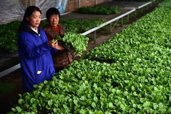 全自动营养土装育苗袋机器，农业生产效率的关键提升者