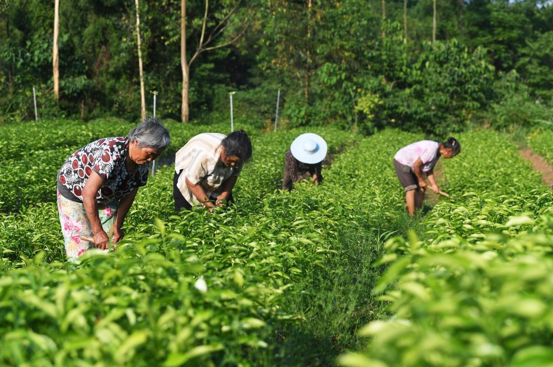 塑料育苗袋在果树种植中的实践与探讨