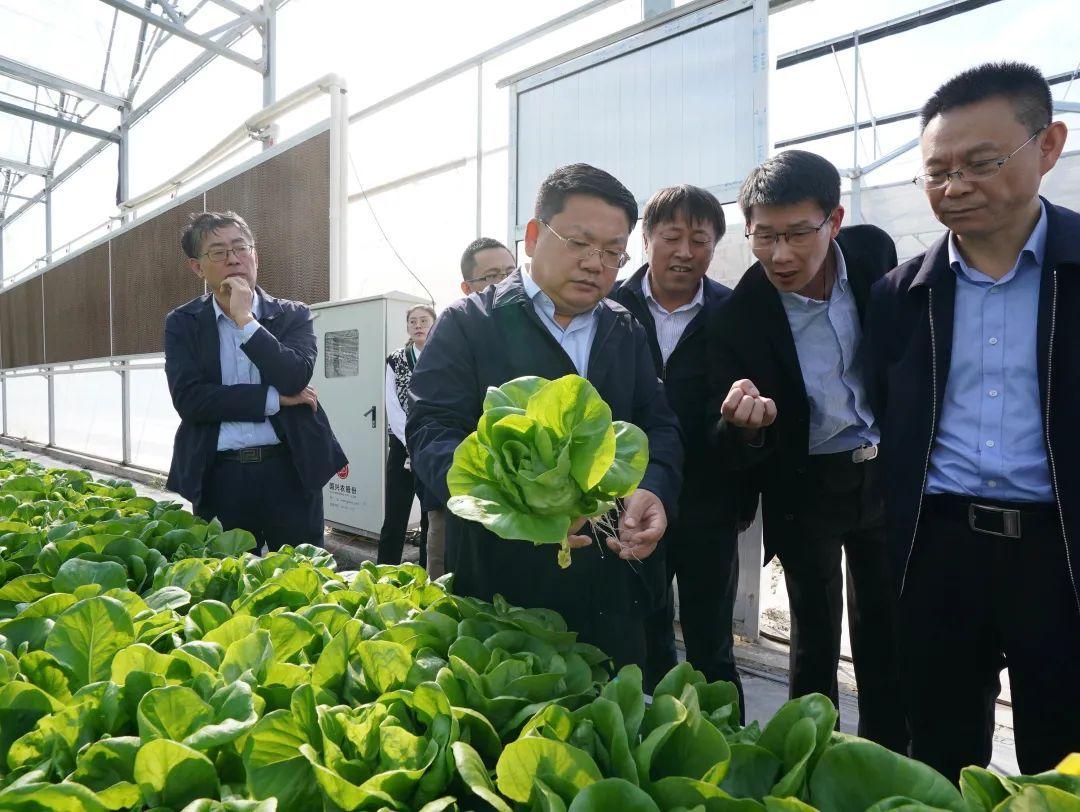 鸡毛菜种植技术详解，育苗袋的必要性探讨