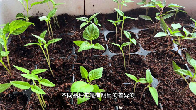 育苗袋种植茄子，从入门到精通的全程指南视频教程