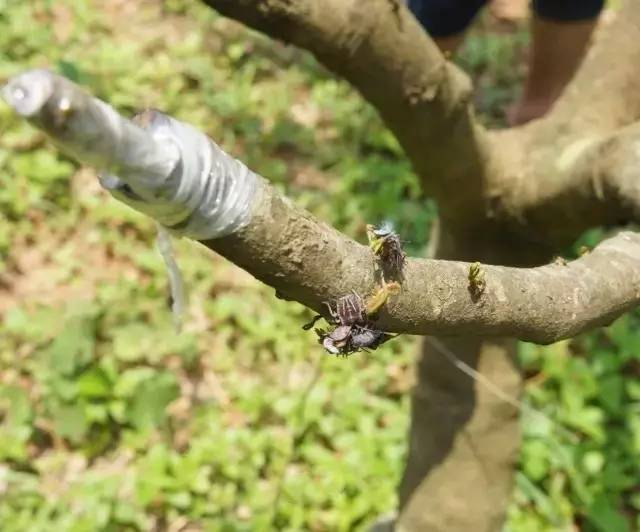 育苗袋在龙眼嫁接中的应用探讨