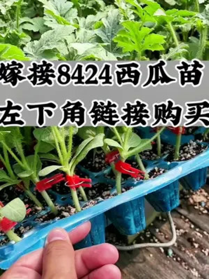 榴莲苗育苗袋种植养护指南及图片大全集