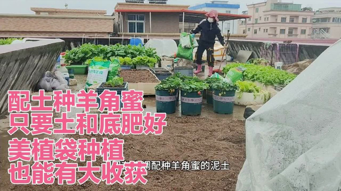 育苗袋大小选择与运用在种菜中的重要性