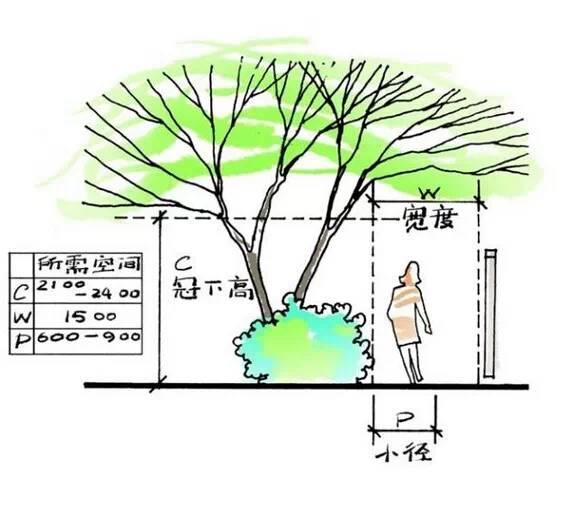 花卉育苗袋与冠幅尺寸的关系及应用研究