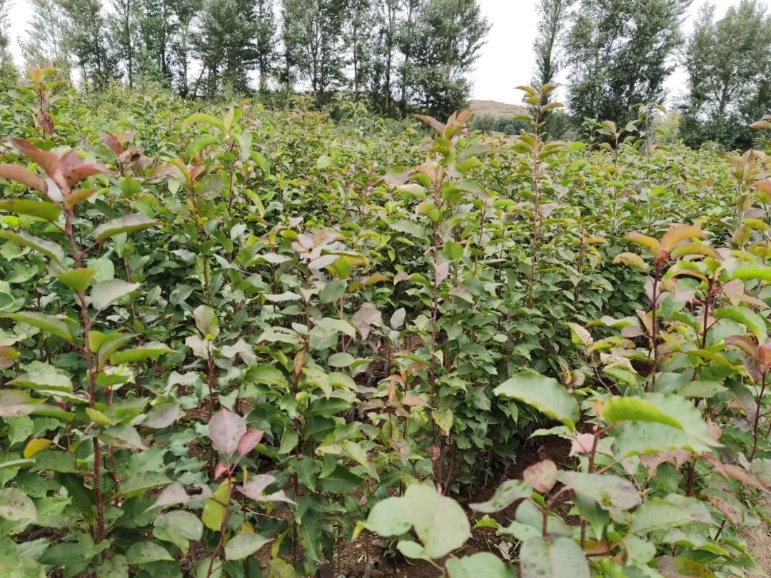 果苗食用性解析，育苗袋果苗能否食用及指导建议