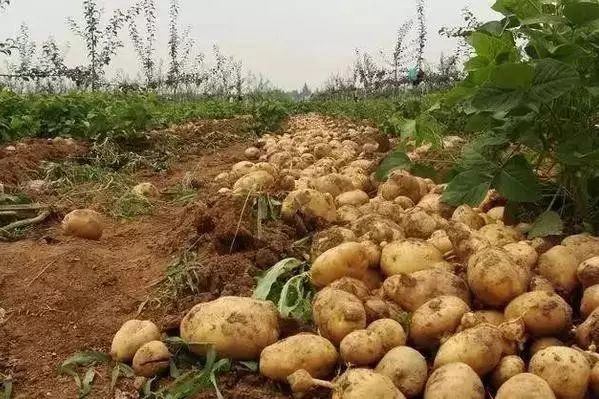 土豆种植新方法，育苗袋土豆种植法视频教程详解