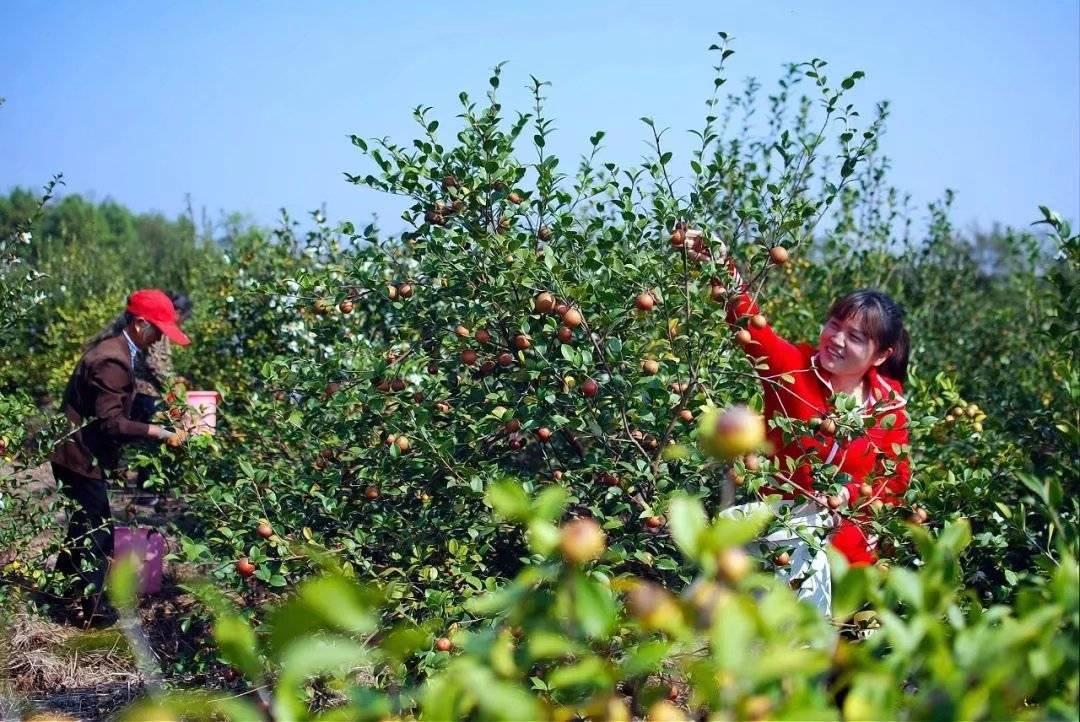 茶油营养袋育苗时间表与育苗重要性解析