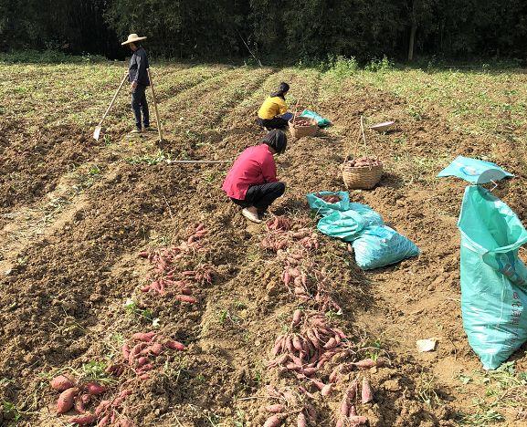 中山育苗袋厂家联系方式及地址全解析，一站式育苗袋解决方案专家