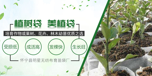 营养袋假植育苗壮苗标准探究