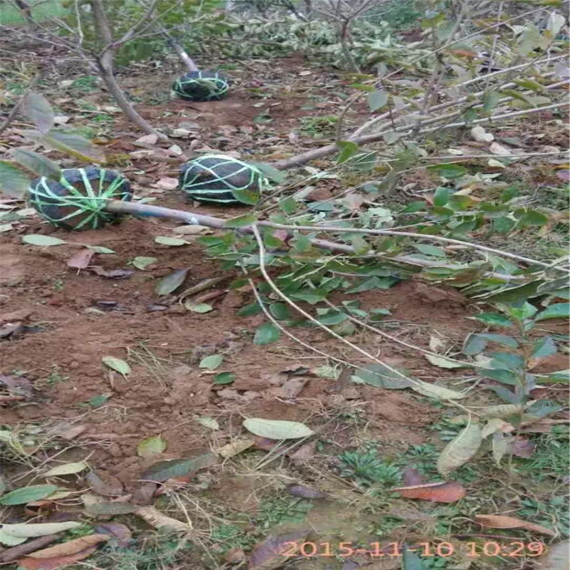 果树育苗袋种植技术详解