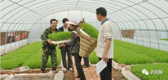 移栽育苗袋制作与应用，高效育苗技术实践指南