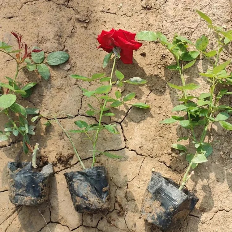 月季花育苗袋图片大赏，生命的绽放与自然的韵味