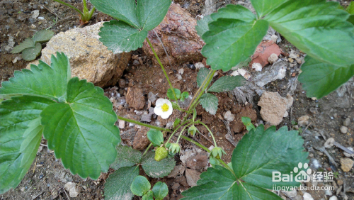 山豆根育苗袋使用详解