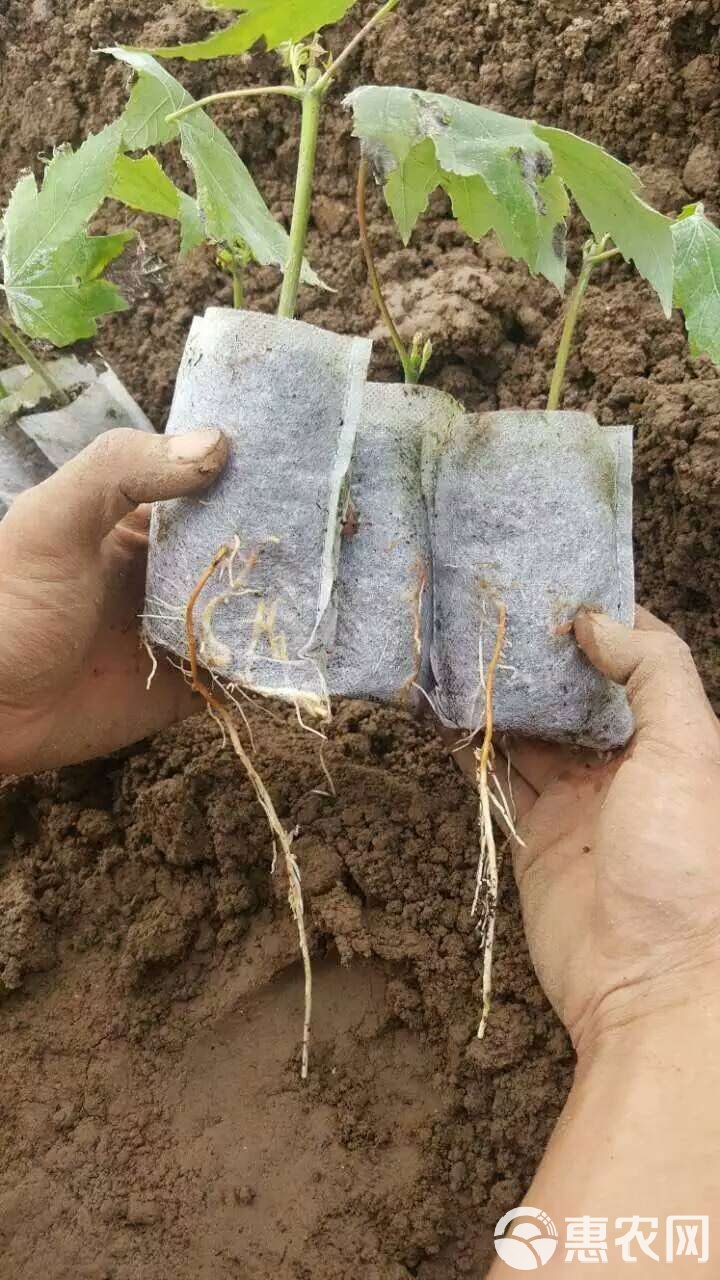 土豆育苗袋种植图解教程