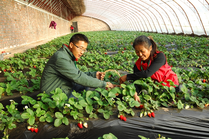 布艺育苗袋在园林种植中的应用及图片展示指南